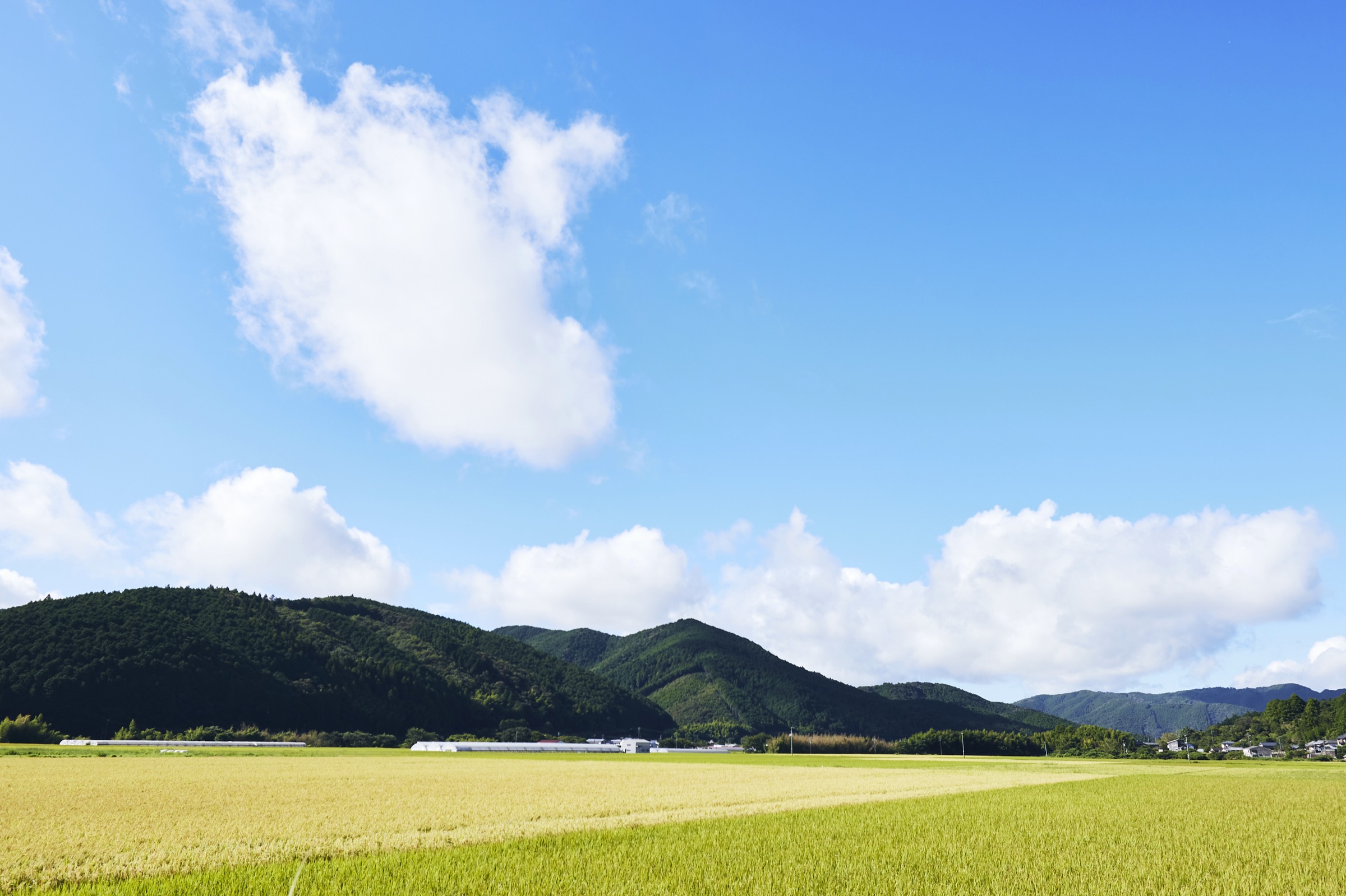 夏の田園と讃岐の山並み